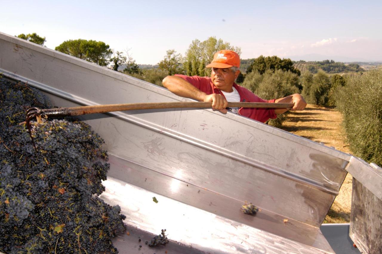 Agriturismo Il Selvino Terricciola Екстер'єр фото