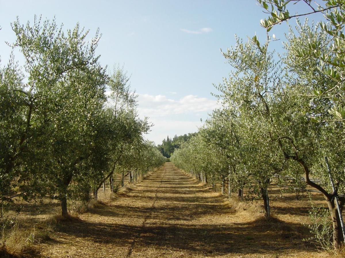 Agriturismo Il Selvino Terricciola Екстер'єр фото